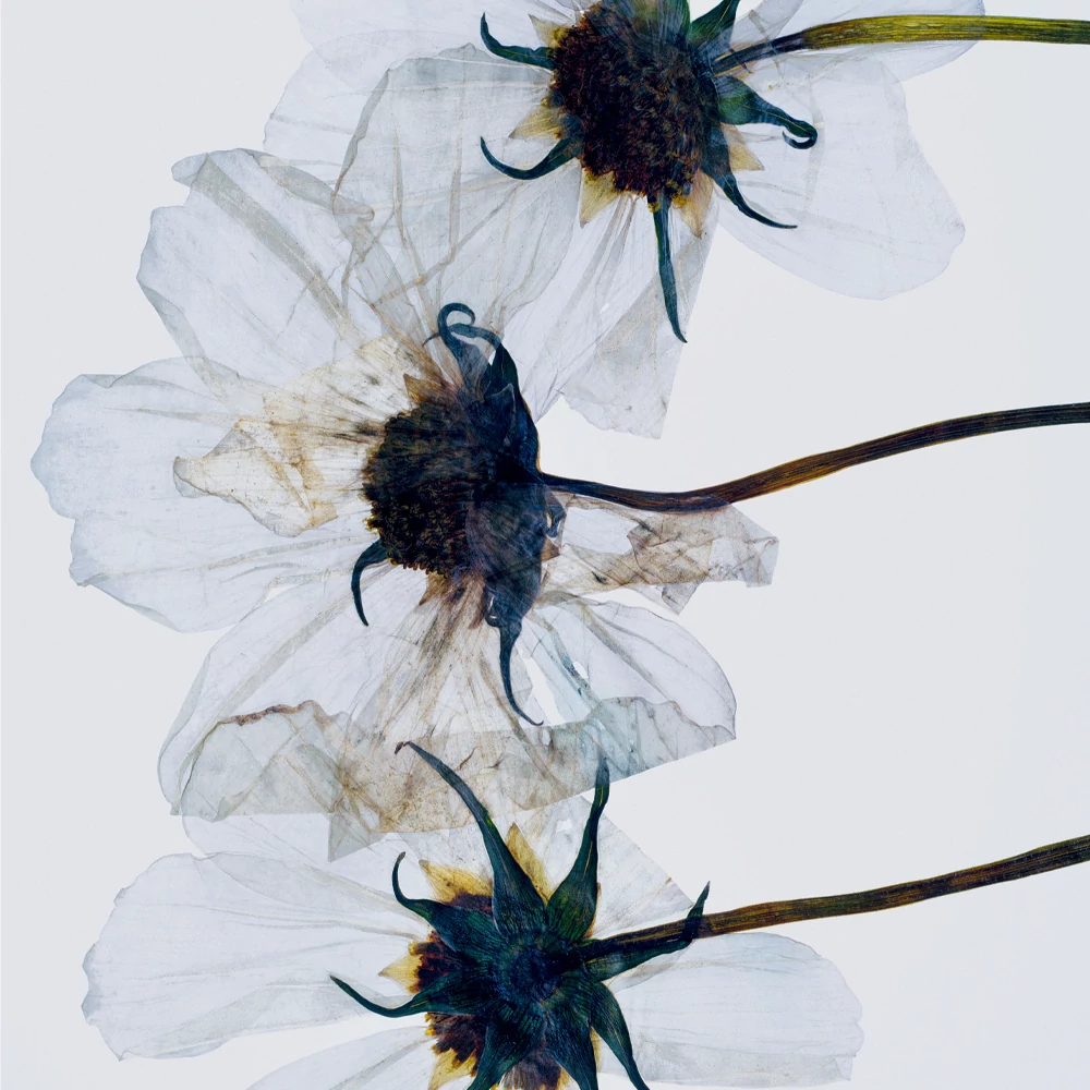 MANASI ALL OVER COLOUR CREAMY FINISH AJAK-, ORCA-, ÉS SZEMHÉJÁRNYALÓ - MANKETTI