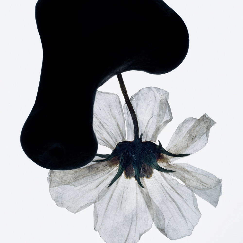 MANASI ALL OVER COLOUR CREAMY FINISH AJAK-, ORCA-, ÉS SZEMHÉJÁRNYALÓ - MANKETTI