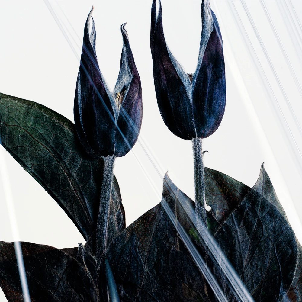 MANASI ALL OVER SHINE CRISTALLO - ALL IN ONE BALZSAM