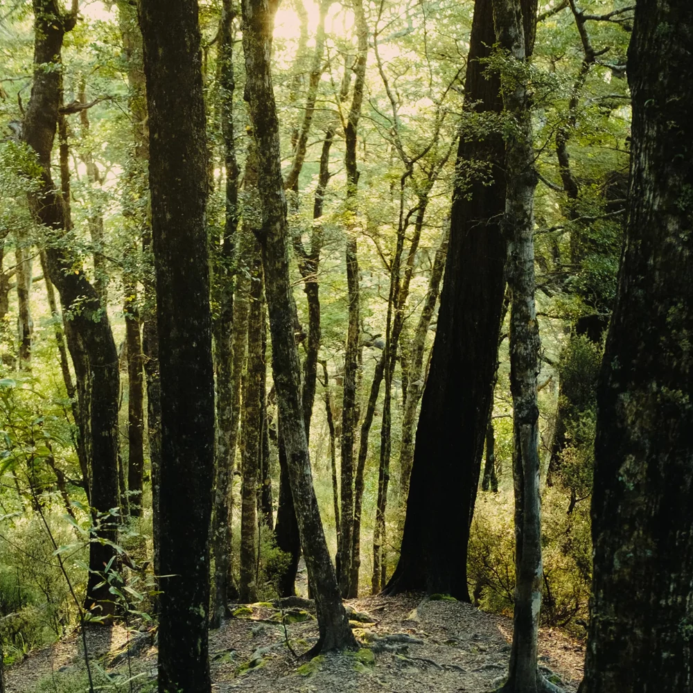 ABEL FRAGRANCE green cedar eau the parfüm