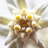 Kép 7/7 - ODACITÉ EDELWEISS EXTRÊME™ INTENZÍV REGENERÁLÓ SZUPERSZÉRUM