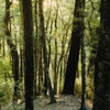 Kép 5/5 - ABEL FRAGRANCE green cedar eau the parfüm