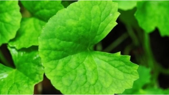 Sejtmegújítás és szövetregenerálás Gotu Kolával