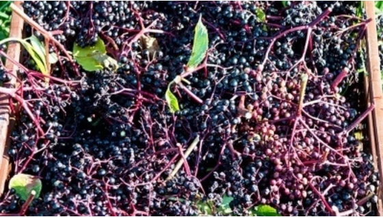 Miért értékes a bőröd számára a fekete bodza?