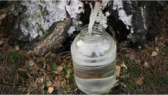 Hogyan kerül nyírfalé a krémedbe?