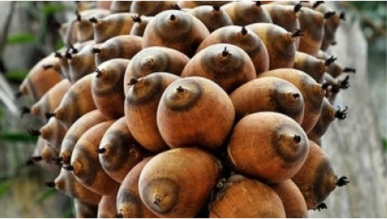 Miért jó a Babasszu olaj?