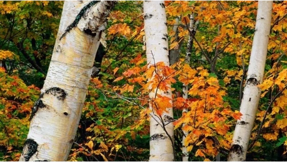 Mi mindenre jó a nyírfanedv?