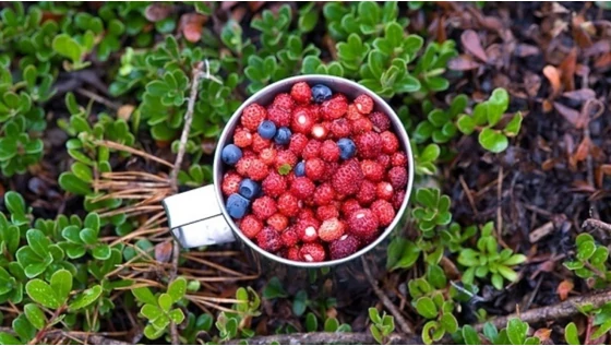 Így hatnak az északi gyümölcsök a bőrödre
