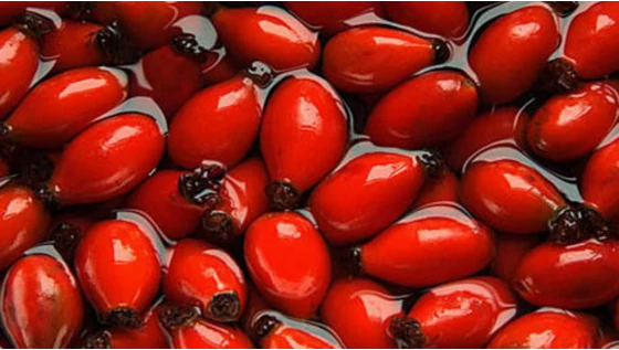 Mire használják Hollywoodban a csipkebogyóolajat?