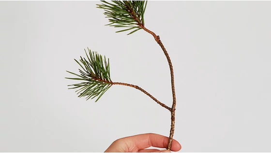 Az én MÁDARA karácsonyi kívánságlistám