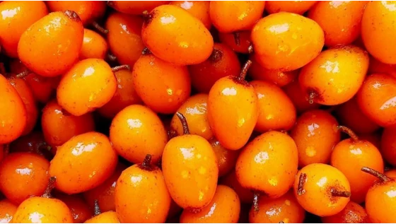 Északi bogyókkal a káros UV sugarak ellen