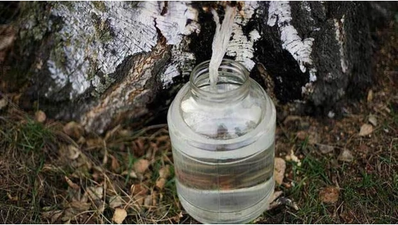 Nyírfalé, a bivalyerős ránctalanító