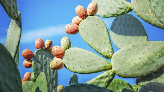 Kaktuszfüge, a szupersztár összetevő